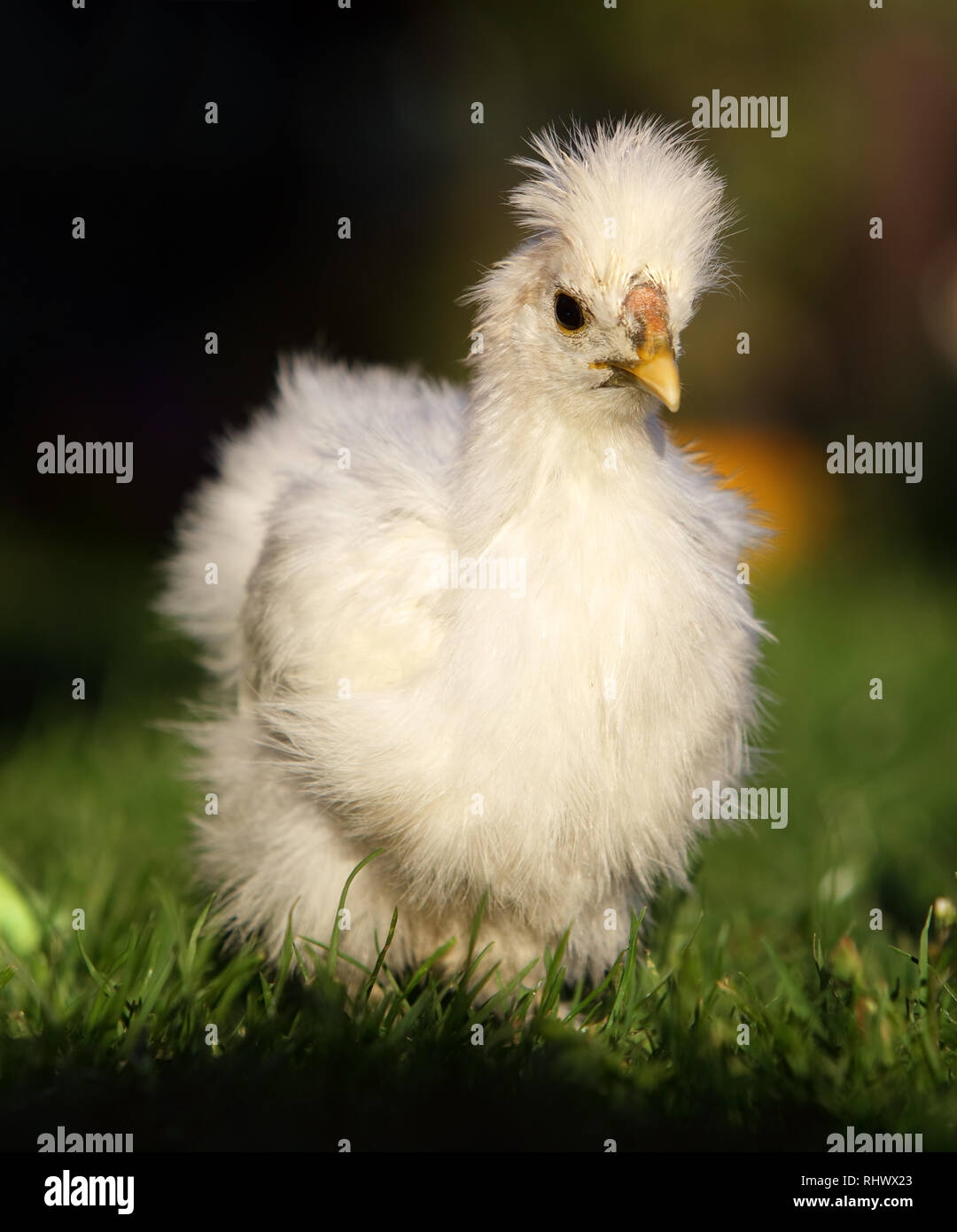 Seda blanca pollo caminando en medio de un frondoso jardín en verano Foto de stock