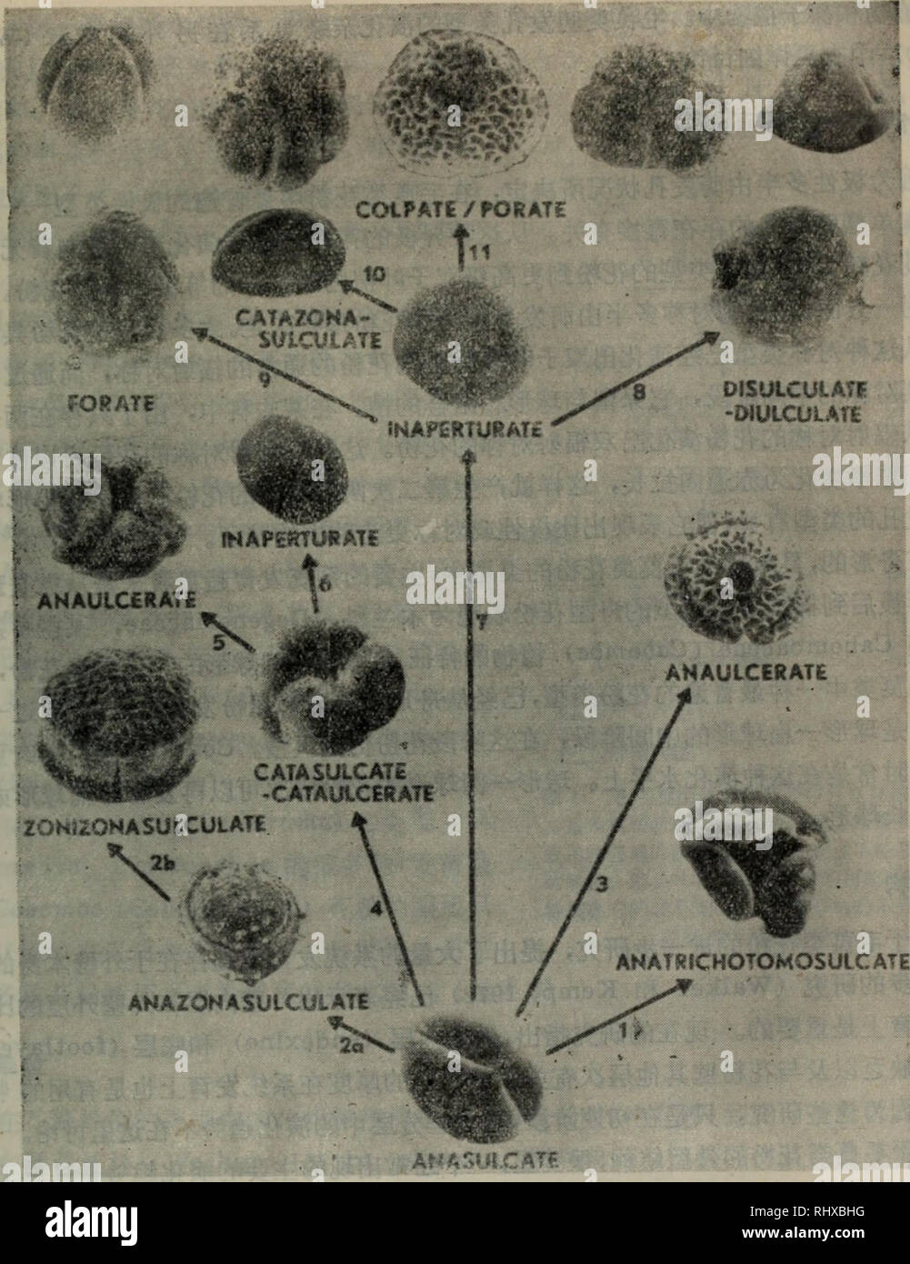 Bei Zi Zhi Wu De Qi He Zao Yuan Qi Hua Yan E A Ae C C Ceµ Aeºaae C Aeae A Botanica A 12a Ae Ec A Ac A E C Ceaa C Acae a E Aeae E C Ae Ae Eª Degeneriaceae 1 Cªeaec Pseudoxcmdra I A 2a B C E A I C E C I Ai 3 De Drimys Winteraceae 4