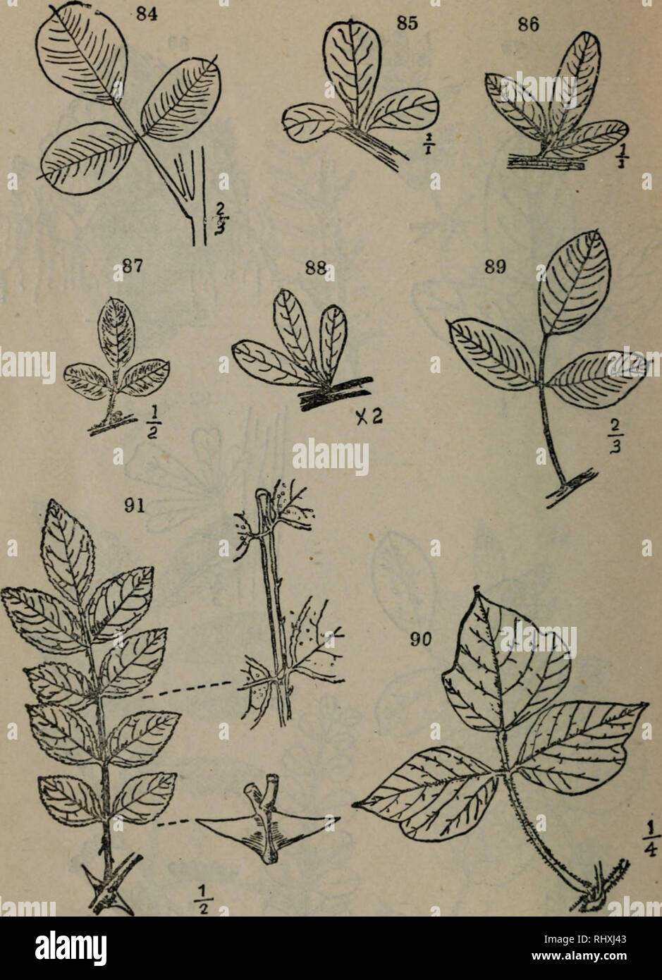 Bei Jing Miao Feng Shan Qiao Guan Mu Zhi Ye Jian Suo Biao Botanica 84 E Ae A Mspede Un Bicolor Turcz 85 A E E Aea Uae Deza Flo Ribunda Miq 86 E Jc Tie Aea I Lrsped Za Dnviirica Schneid 87 Ae E Aea I Lespedezft Tom Ntosa Sicb E A