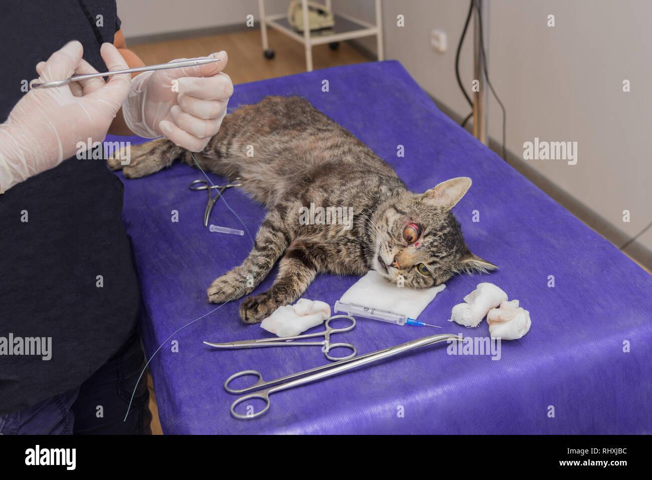 Un veterinario opera un ojo de gato con instrumentos quirúrgicos Fotografía  de stock - Alamy