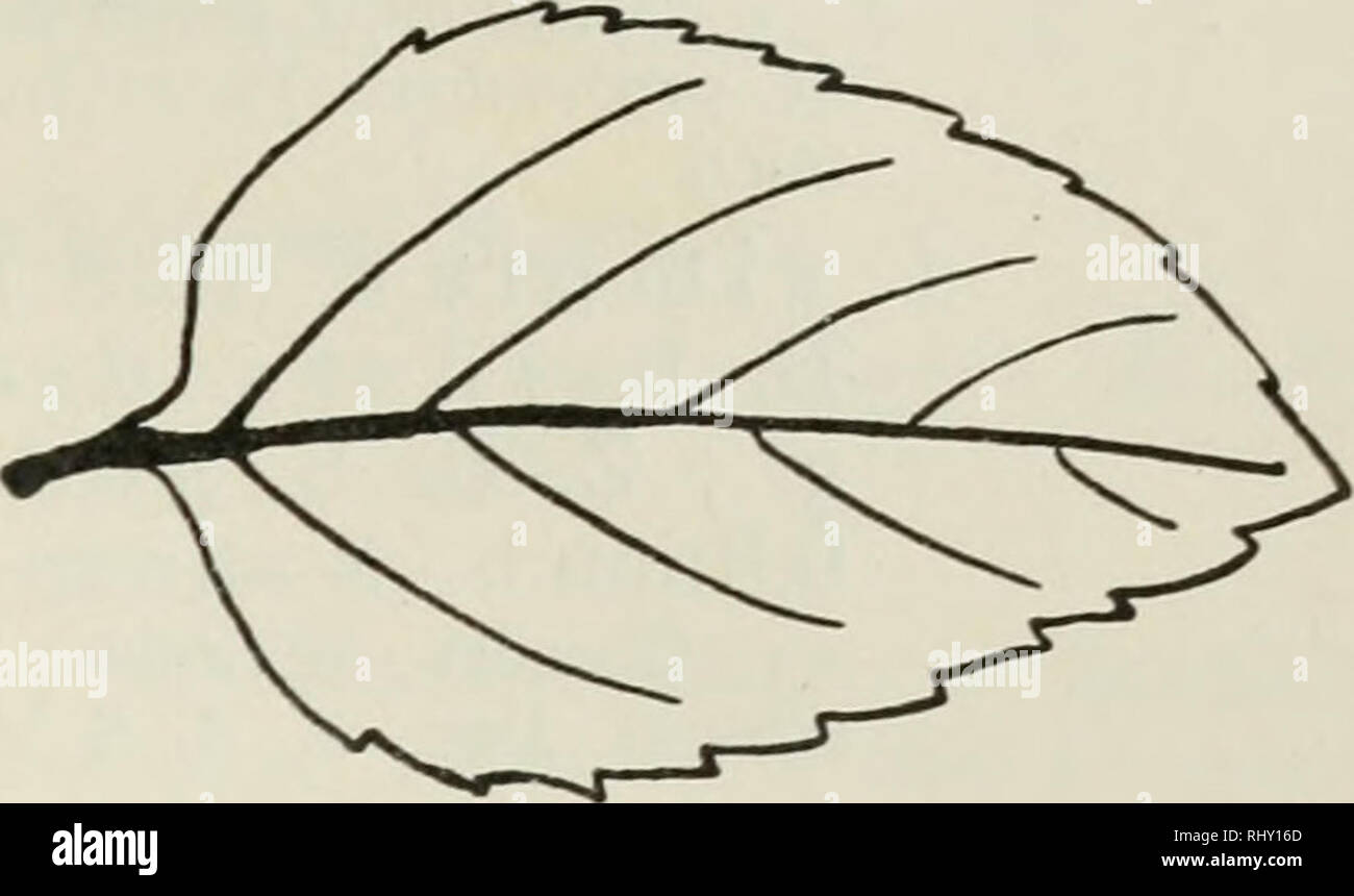 Beihefte Zum Botanischen Centralblatt Las Plantas Fig 62 Fig 63 Fig 62 M Arvensis L Var