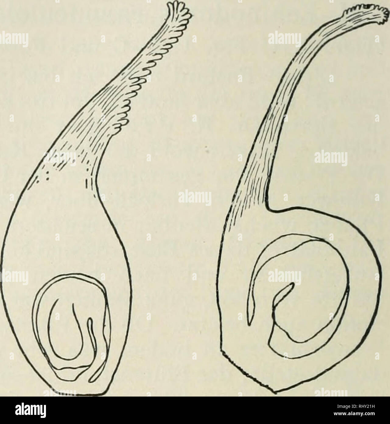 . Beihefte zum botanischen Centralblatt. Las plantas. Fig. 10. Fig. 11