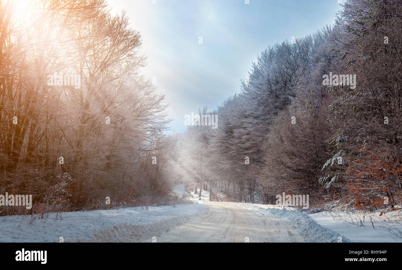 Fría mañana de invierno en montaña con bosque de abetos cubiertos de nieve. Espléndida escena al aire libre de la montaña Stara Planina en Bulgaria. Paisaje Foto de stock