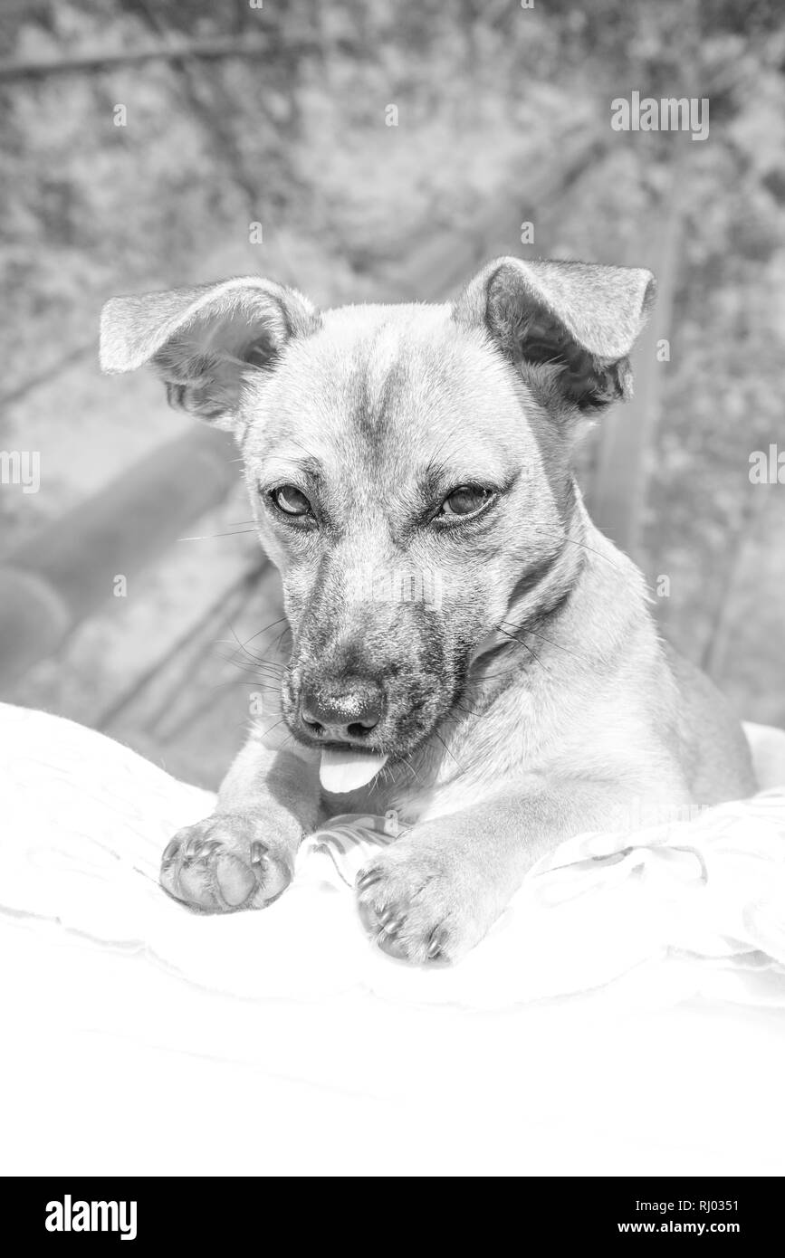 Adorable cachorro de raza mixta con lindos ojos cabeza disparado aislado sobre fondo blanco. Foto de stock