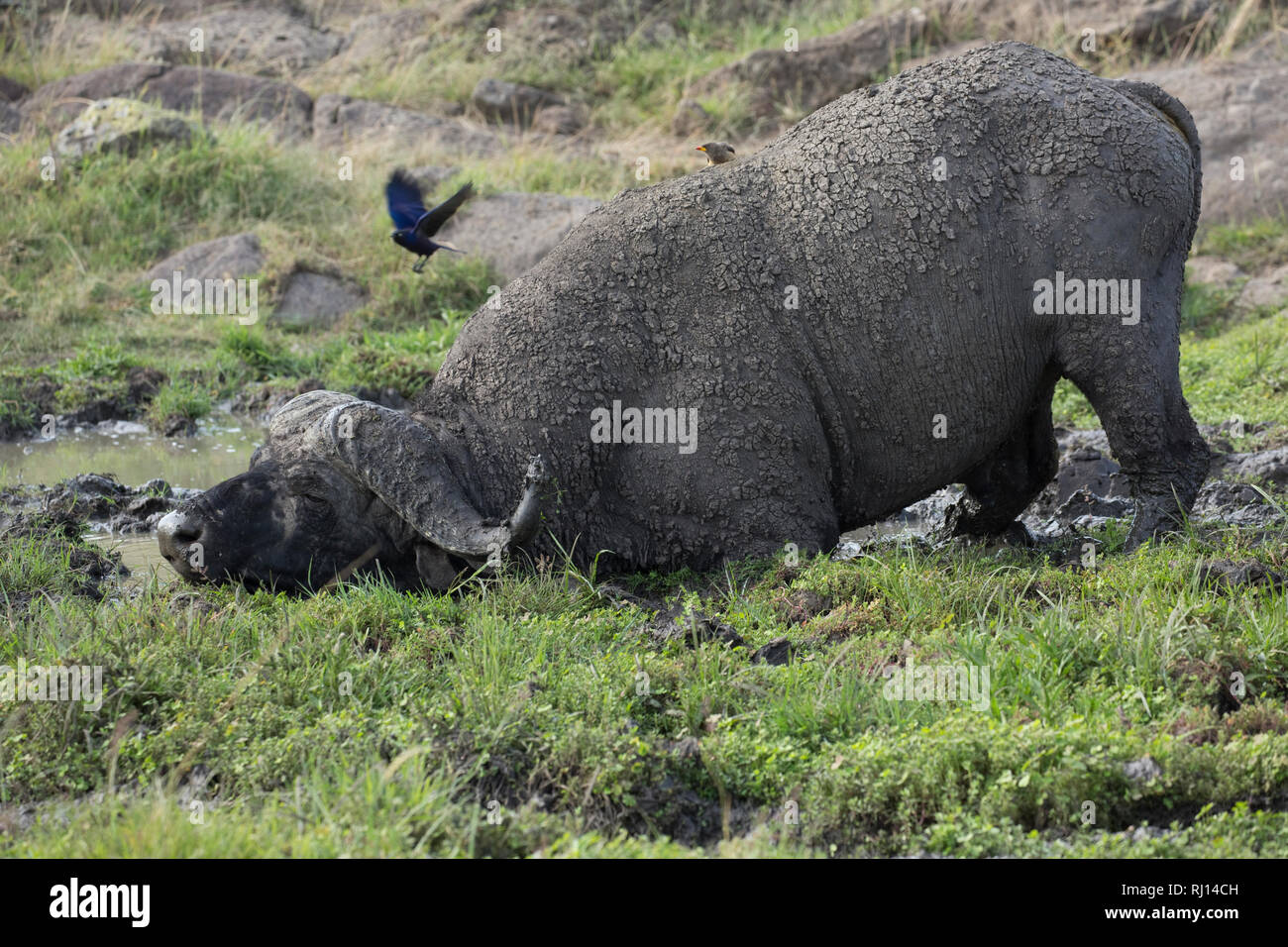 El búfalo africano, tomar baños de barro, Syncerus caffer, Reserva Nacional de Masai Mara, Kenya Foto de stock