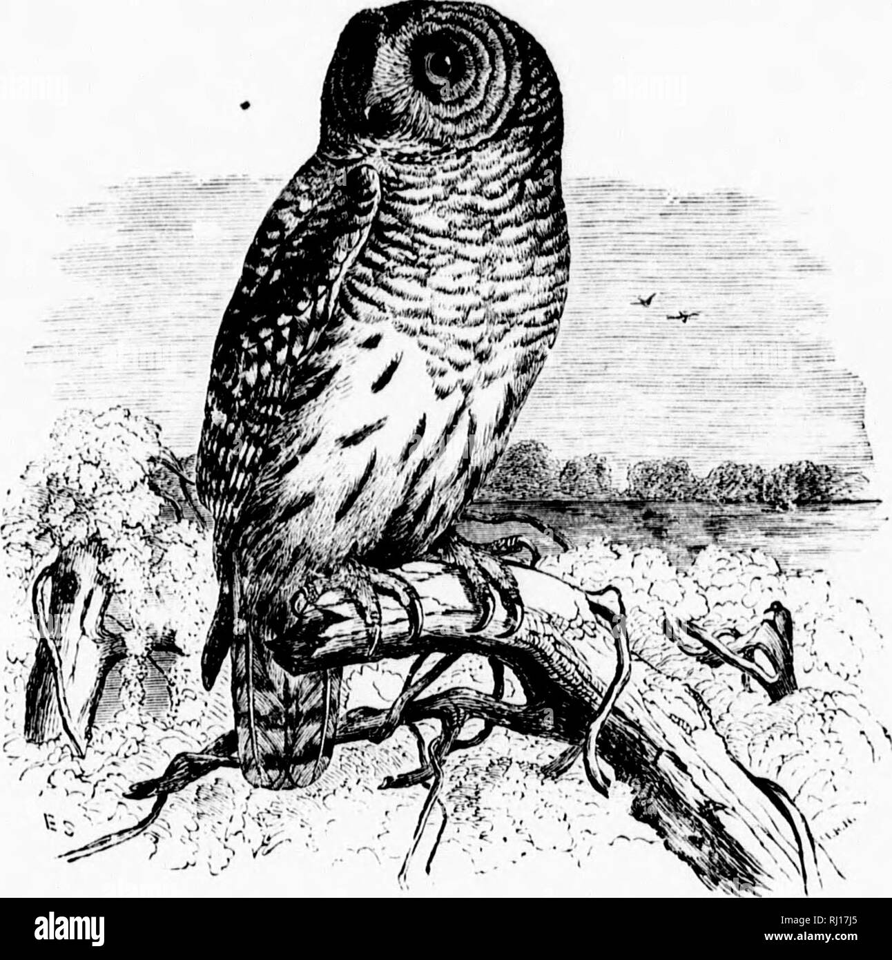 . Un popular manual de la ornitología de la parte oriental de América del Norte [microforma]. Las aves, ornitología; Oiseaux; Ornithologie. "R 1 ml 1 i r i ; 1 i 4 ' l^!. Barril) buho. El HOOT OWL. SyRNIUM NtBULOSUM. Char. Anteriormente, brown prohibido, manchada, y seccionado con gris embotado o tawny ; a continuación, colores similares de tonos más pálidos; la cara, rayas grises; luces traseras excluidos; iris negro pardusco; pico amarillo. Longitud jq^ a 24 pulgadas. Puede distinguir fácilmente de las otras especies por sus ojos oscuros. IMV^st generalmente en un árbol hueco, pero a menudo una desierta nido de cuervo o Hawk es re-rayado y utilizado. ££^s. 2-4; blanco y casi esférico; 195 Foto de stock