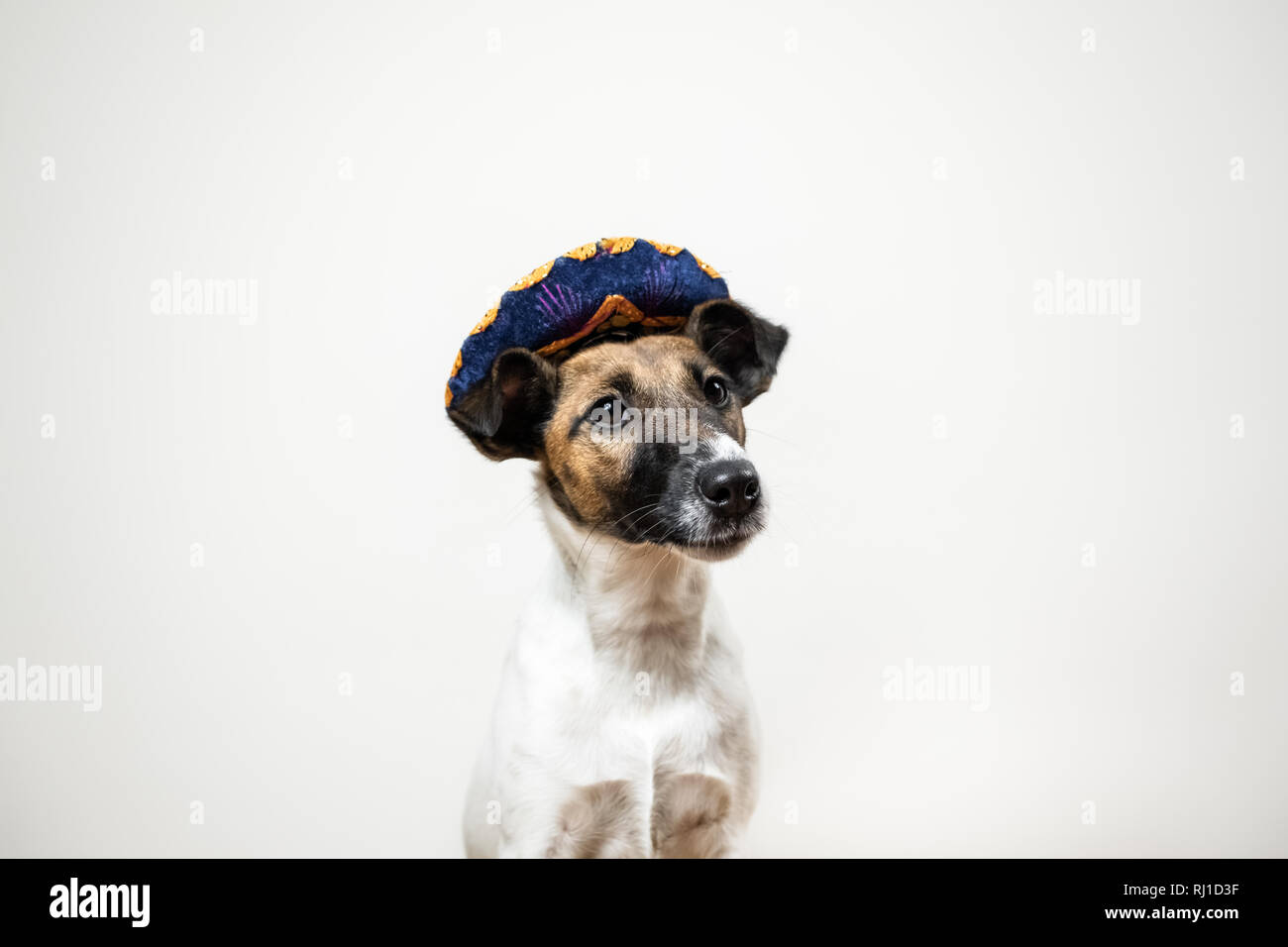 Retrato de lindo perrito en un sombrero tradicional mexicana posando en el fondo blanco en interiores. Smooth Fox Terrier perro disfrazado con sombrero hat sentado en iso Foto de stock