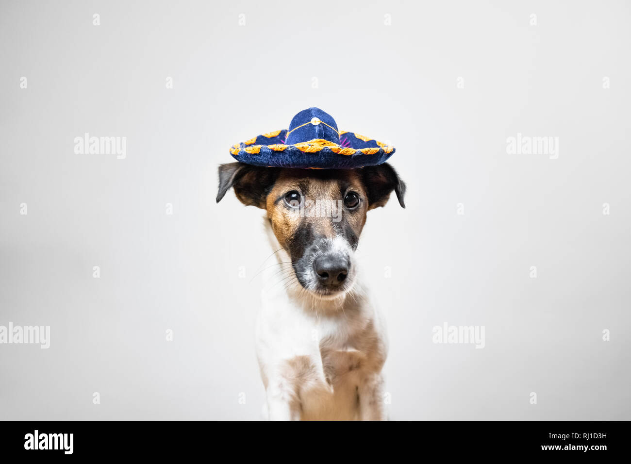 Retrato de lindo perrito en un sombrero tradicional mexicana posando en el fondo blanco en interiores. Smooth Fox Terrier perro disfrazado con sombrero hat sentado en iso Foto de stock