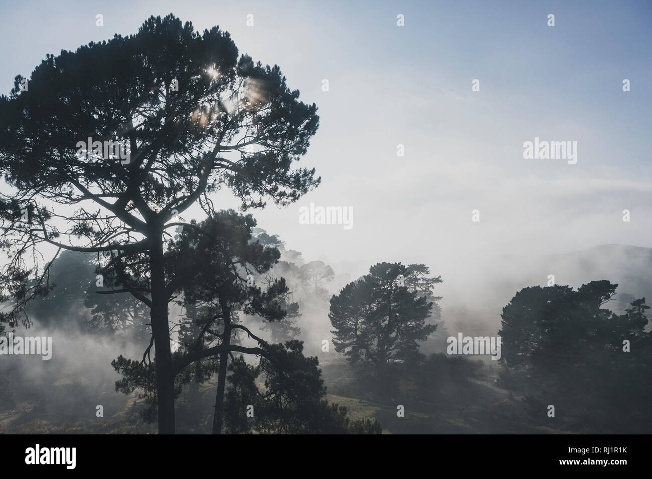 En Hobbiton brumoso bosque de pinos, Nueva Zelanda Foto de stock