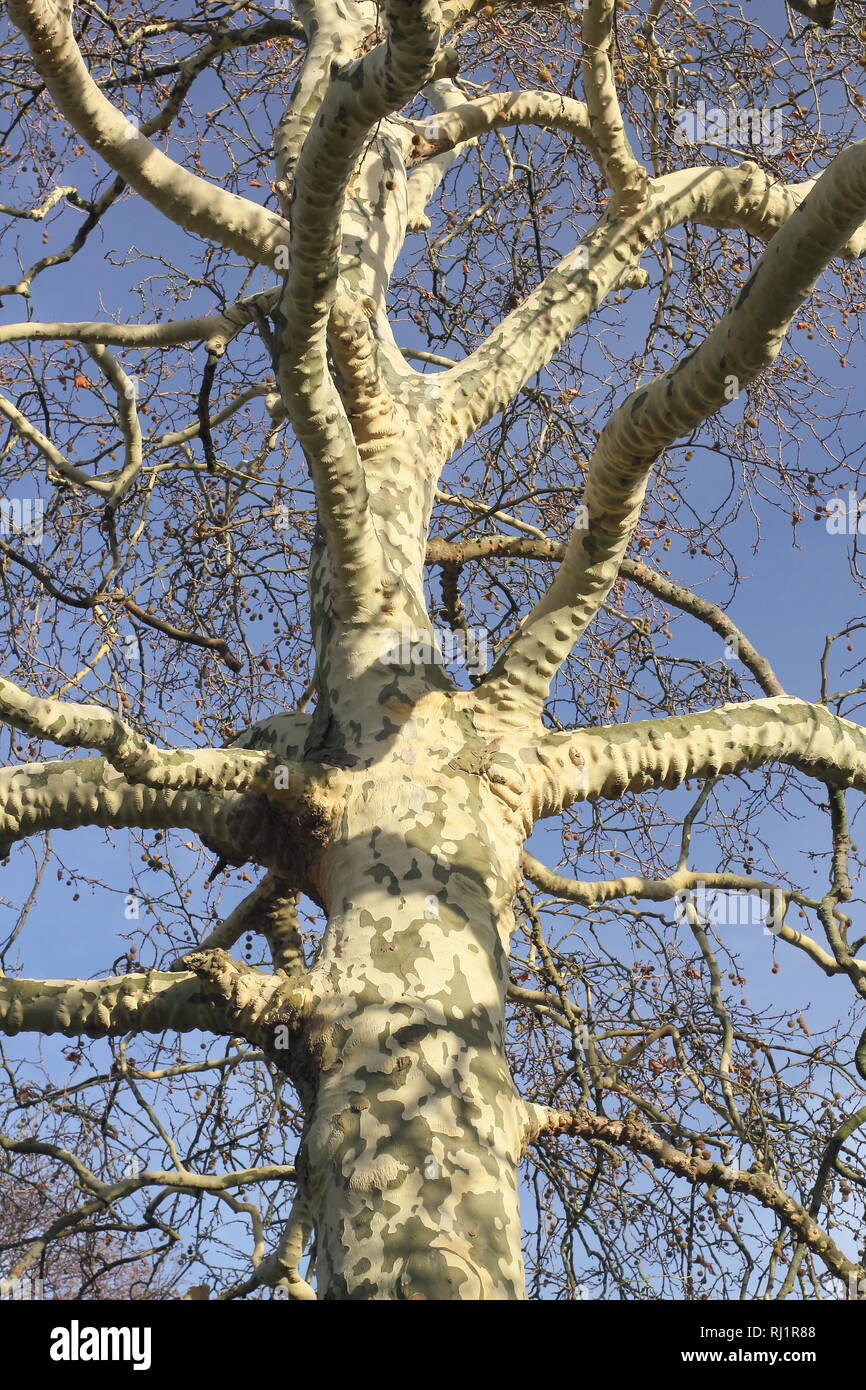 Platanus x hispanica. Detalle de la corteza de un árbol de avión de Londres. También llamado Platanus × acerifolia, - Diciembre, REINO UNIDO Foto de stock