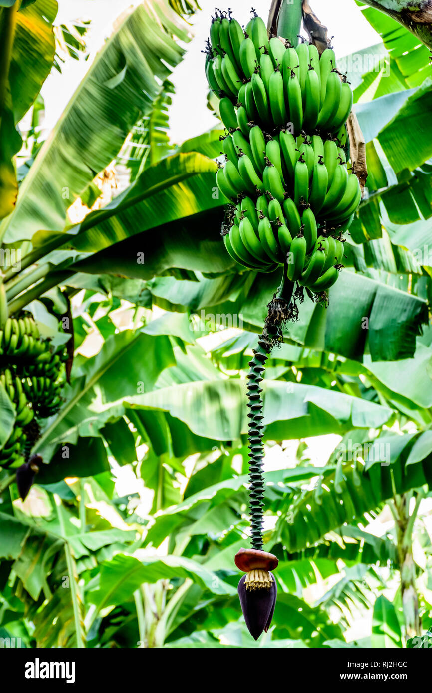 Los plátanos y bananos flores que crecen sobre banano a orillas del Lago Atitlán, Guatemala, América Central Foto de stock