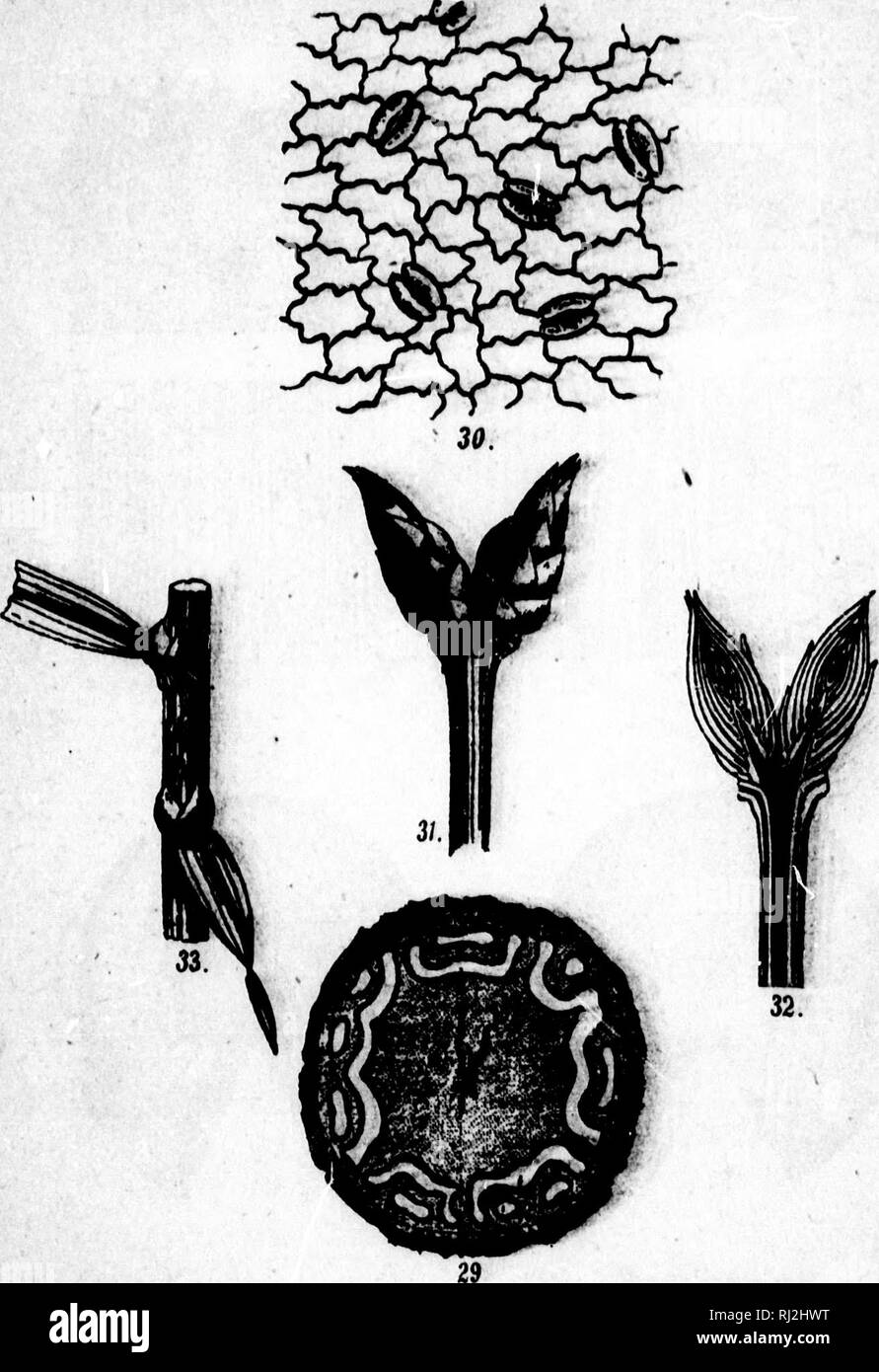 Cours A C Li C Mentaire De Botanique Et Flore Du Canada A L Usage Des Maisons D A C Microforme Educacion Botanique Plantes Botanica Las Plantas Vmi Planche Vi A A Mma A Tiger 29 Seccion Trunrerriale De La