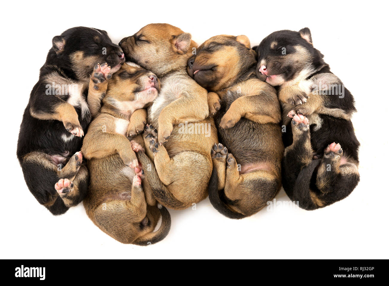 Cinco cachorros recién nacido aislado sobre fondo blanco Fotografía de  stock - Alamy