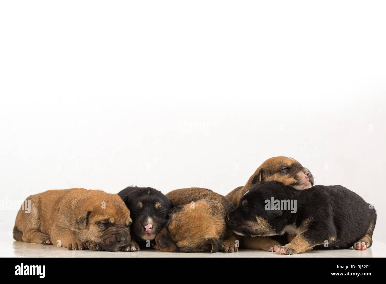 Cinco perrito recién nacido aislado sobre fondo blanco. Foto de stock