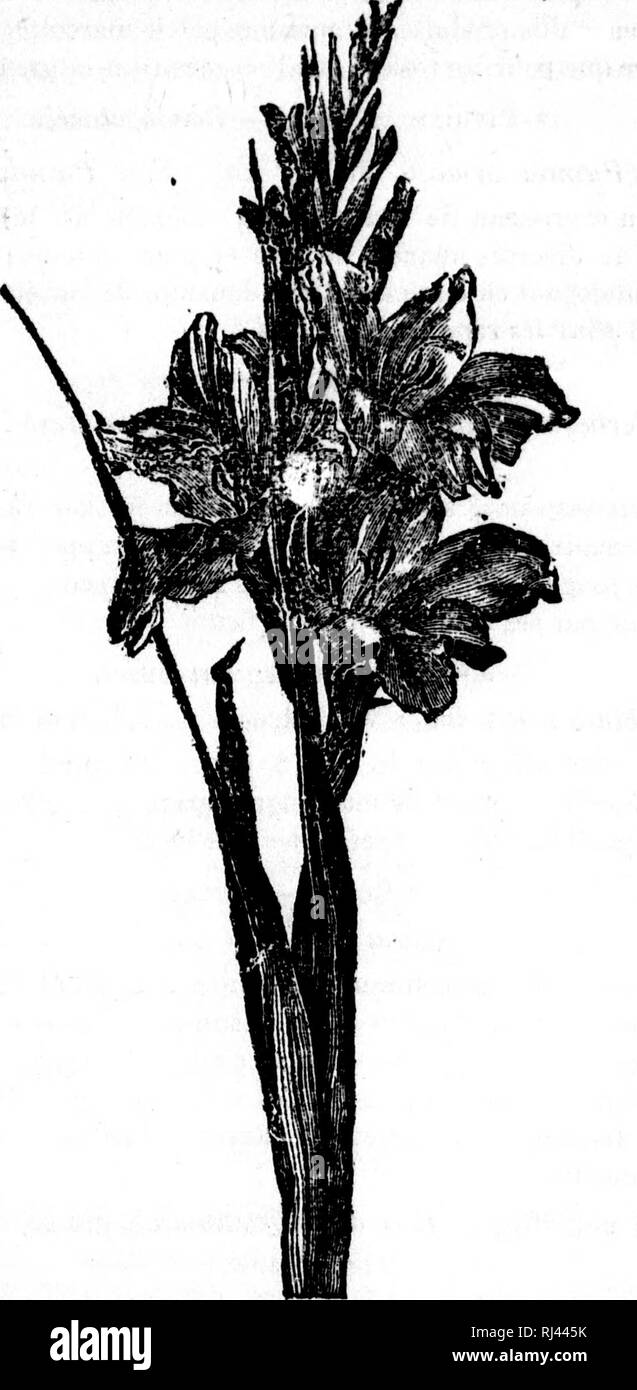 �clat de fleurs