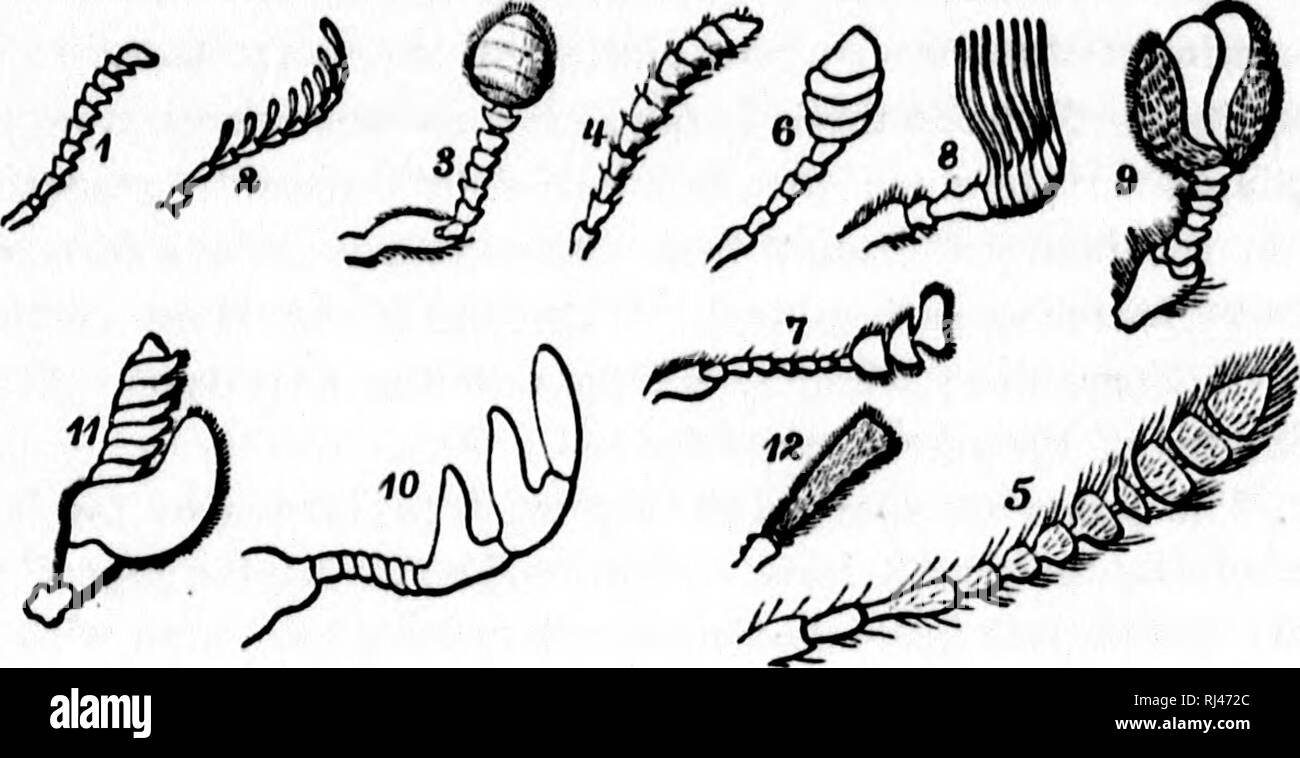. Clasificación de los coleópteros de América del Norte [microforma