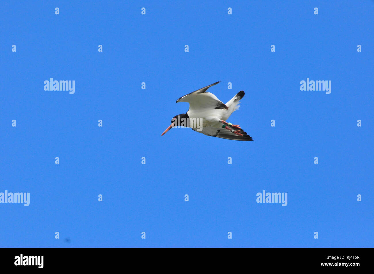 Watvogel, Austernfischer, Flug Foto de stock