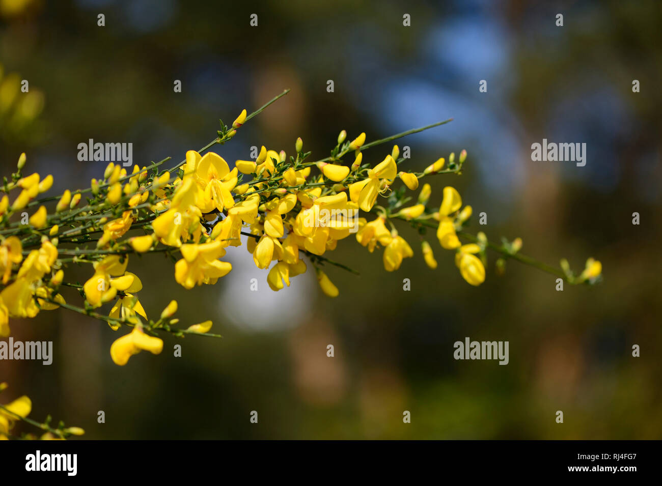 Deutscher Ginster, Genista germanica, Nahaufnahme Foto de stock