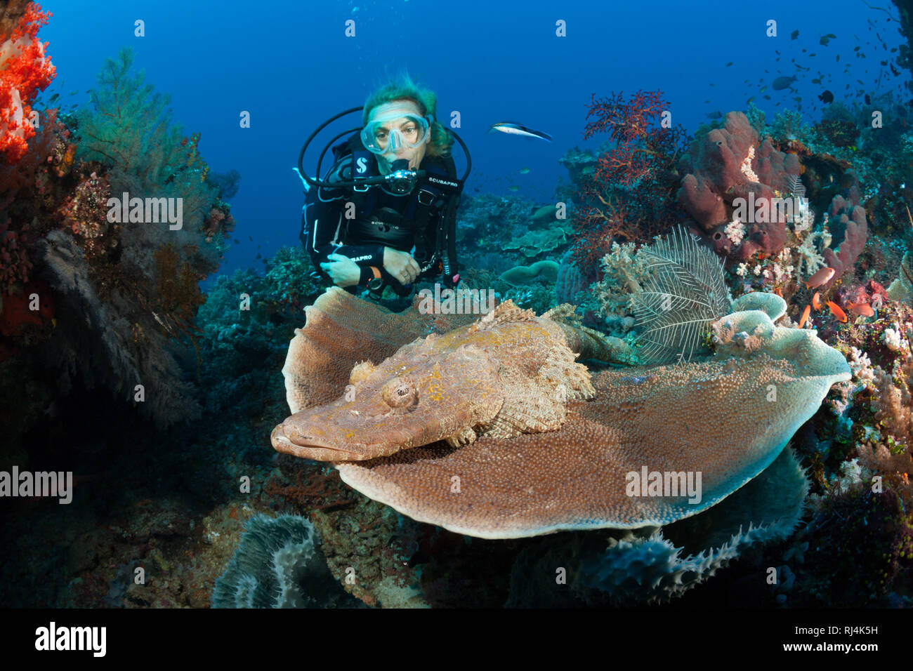 Braunwangen-Plattkopf und Taucher, Cymbacephalus beauforti, Parque Nacional de Komodo, Indonesien Foto de stock