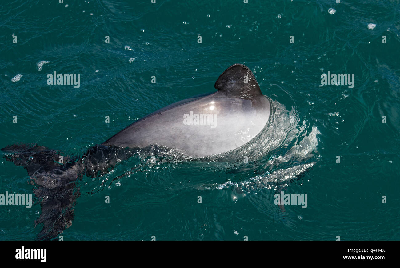Hectors Dolphin, en peligro delfines, Nueva Zelanda. Endémica de cetáceos en Akaroa en la isla del sur de Nueva Zelanda. Foto de stock