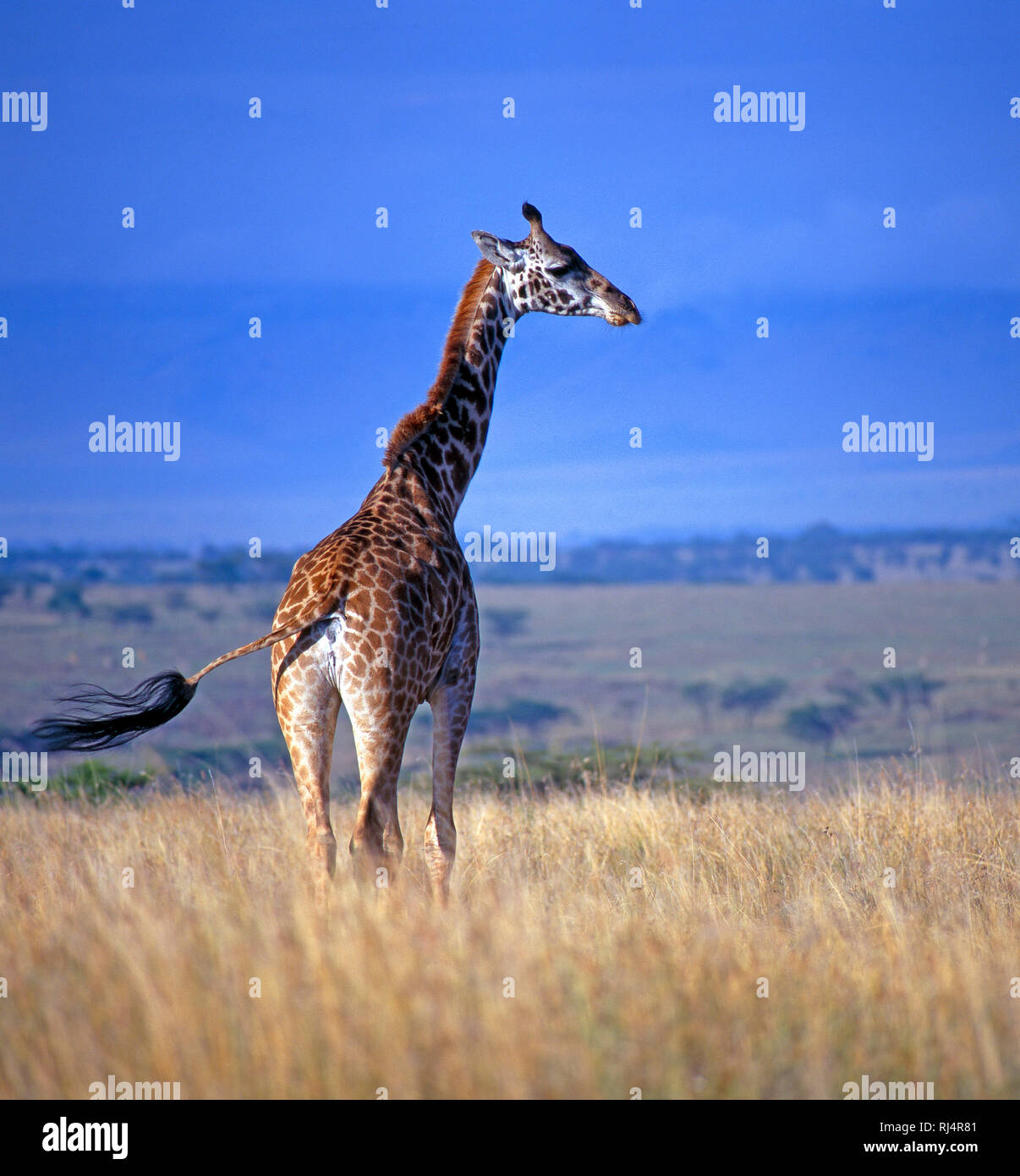 Masaigiraffe wandert durch die Savanne Ostafrikas, Foto de stock