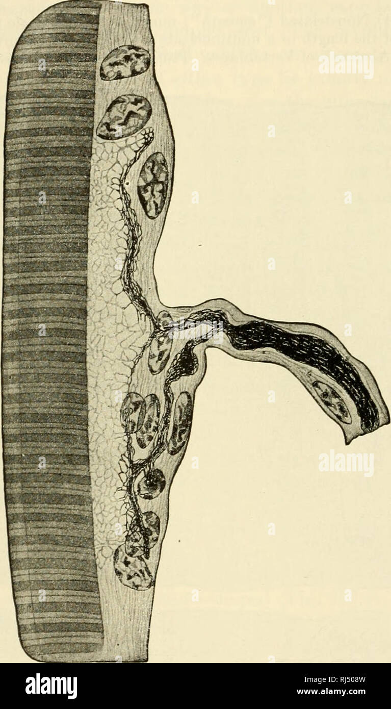 Motor Nerve Ending Imagenes De Stock Motor Nerve Ending Fotos De
