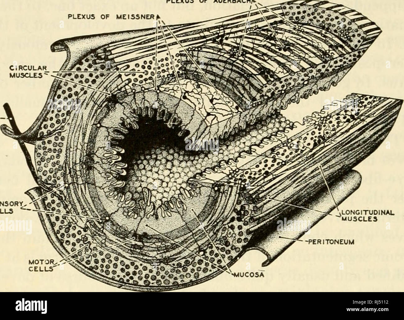 Plexo nervioso fotografías e imágenes de alta resolución Página 10