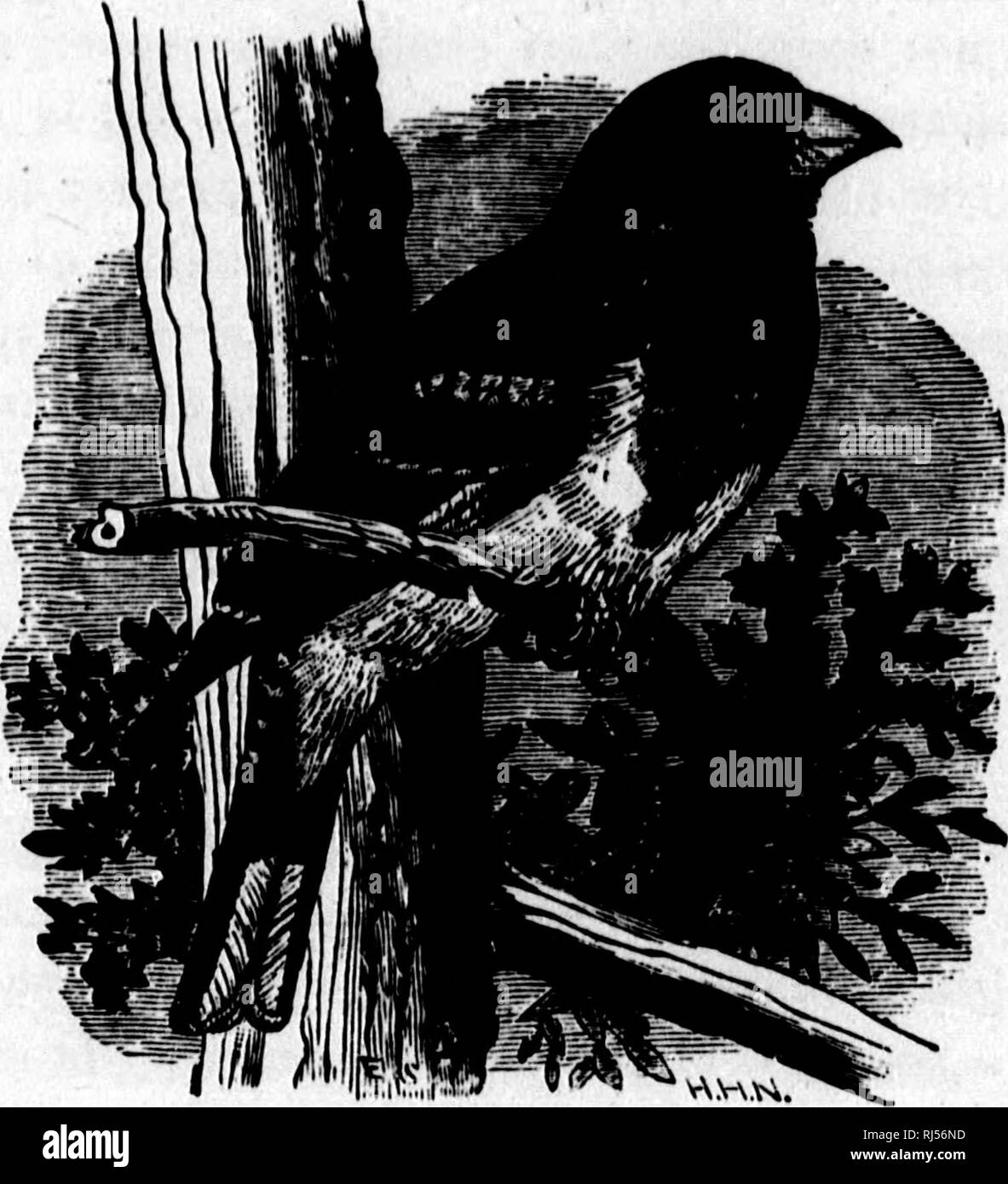 . Nuestras aves en sus guaridas [microforma] : un popular tratado sobre las aves de la zona oriental de Norteamérica. Las aves; Oiseaux. 264 rosa-breasted GROSBEAK. Jóvenes, similar a la hembra. El proyecto de ley es más gruesa en esta especie que en el tanager. Este es un ave de los estados del sur, extendiéndose hacia el Sur de Illinois, en el oeste. Sus nidos y huevos son parecidos a los de la Tangara, y su canción es fuerte y melodiosa. ROSE-breasted GROSBEAK. Esa canción procedente del borde del bosque, y fuertemente pareciéndose al mejor desempeño del Robin- sólo el gorjeo es mucho más abundante, pro- continuamente. ROSE Foto de stock