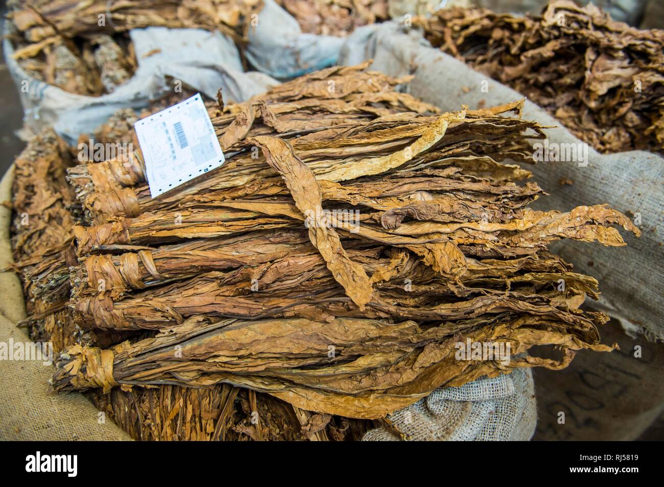 Secado de las hojas de tabaco en una subasta de tabaco, Lilongwe, Malawi Foto de stock
