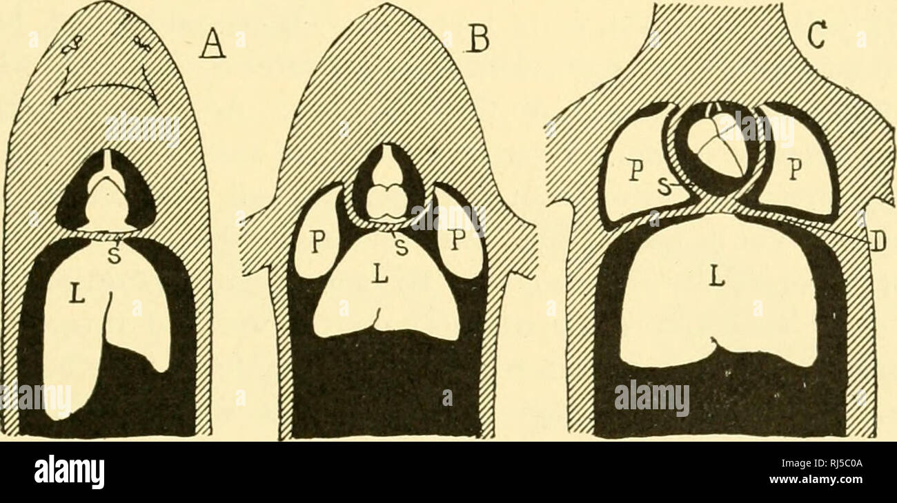 Anatomia Chordate Chordata Anatomia Comparativa Reproduccion 77