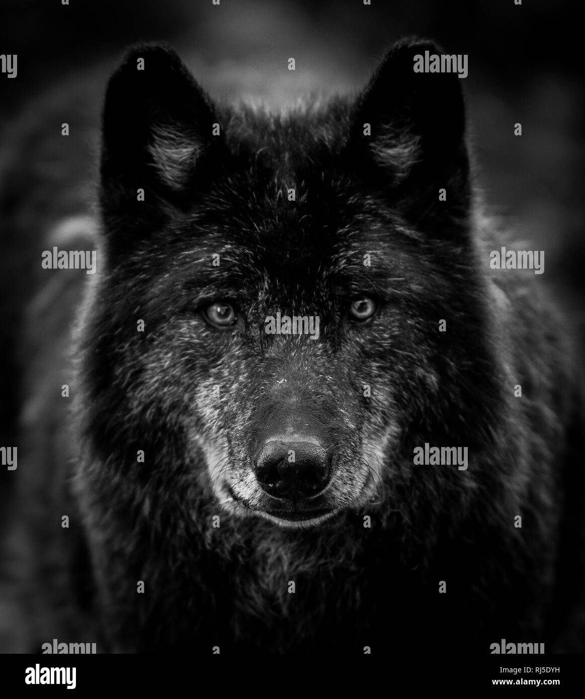 Lobo negro en blanco y negro Fotografía de stock - Alamy