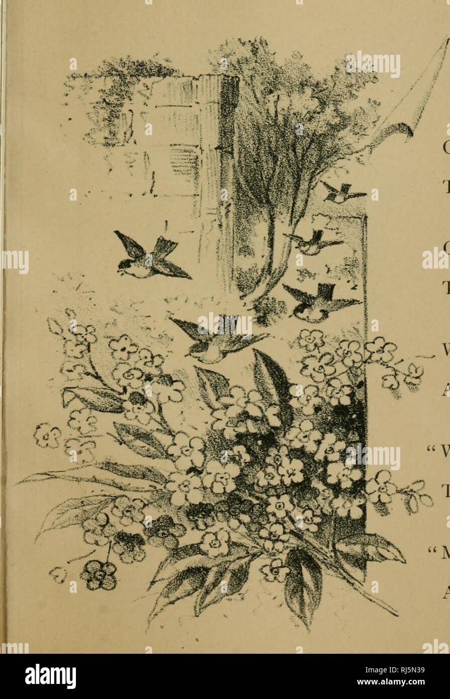 . Un saludo de Navidad:. Flores en literatura. l^EIC para^GET-no-CQE. O pajaritos que cantan tanto, enséñame el secreto de su arte, que mis pobres canciones, como la suya, pueden t( su corazón! Salen desde su refugio de retiro, y en su canción mi mensaje ser£ a ella que es tan suave, dulce y justa ! ^ con canto más dulce, piñones y flota, ^jj.>^ vuele a su ventana lejos, . Â ^^^ y su oído reacio orad. Y dicen: "Tenemos su saludo en nuestras alas,â ^ ^ Fond deseos que este día renovar 'ft "^^^ la feliz memoria flores trae % ^: '' su fragancia dulce Foto de stock