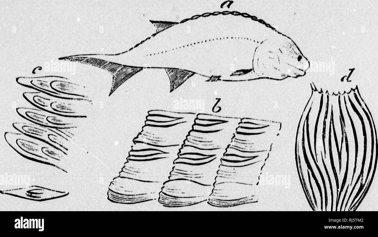 La Cadena De La Vida En El Tiempo Geologico Microforma Un Boceto Del Origen Y La Sucesion De Animales Y Plantas La Paleontologia Paleobotanica Pala C Ontologie Pala C Obotanique Apariencia De Animales Vertebrados La Cadena De La Vida En El Tiempo Geologico Microforma Un Boceto Del Origen Y La Sucesion De Animales Y Plantas La Paleontologia Paleobotanica Pala C Ontologie Pala C Obotanique Apariencia De Animales Vertebrados