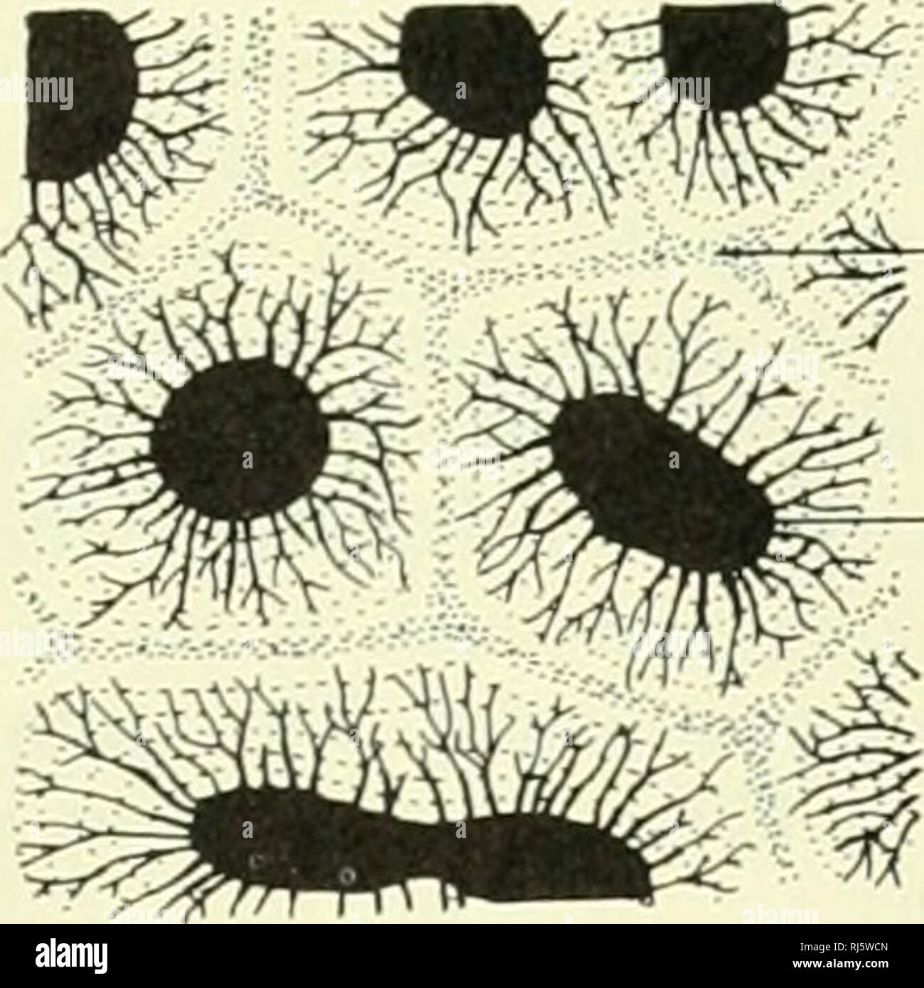 Morfologia Chordate Morfologia Animales Chordata Proceso Aductores Diverticulo De Cartilago Septum Oseo Pulpar Con