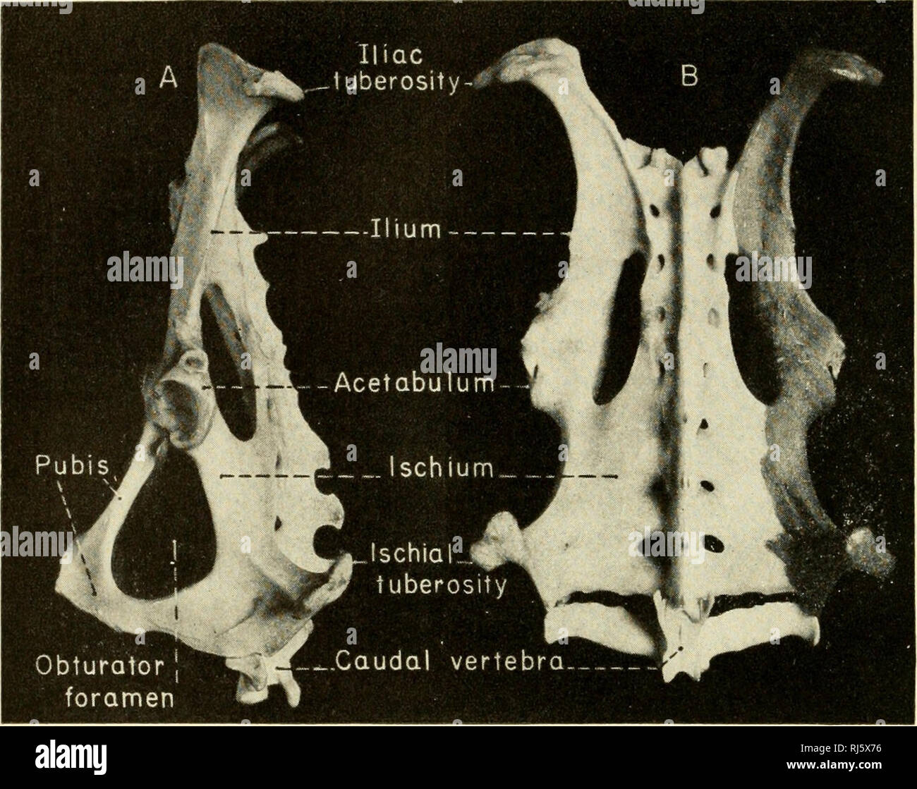 Los cordados. Chordata. 598 Comparativa morfología cordados. Fig. 462. Armadillo (A) Vista lateral. (B) Vista Dorsal. Estos discos bastante grueso o ligamentos intervenir entre sirviendo como los