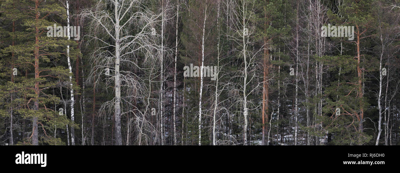 Finnland, verschiedene Bäume am Waldrand, Espe, Kiefer, Birke Foto de stock
