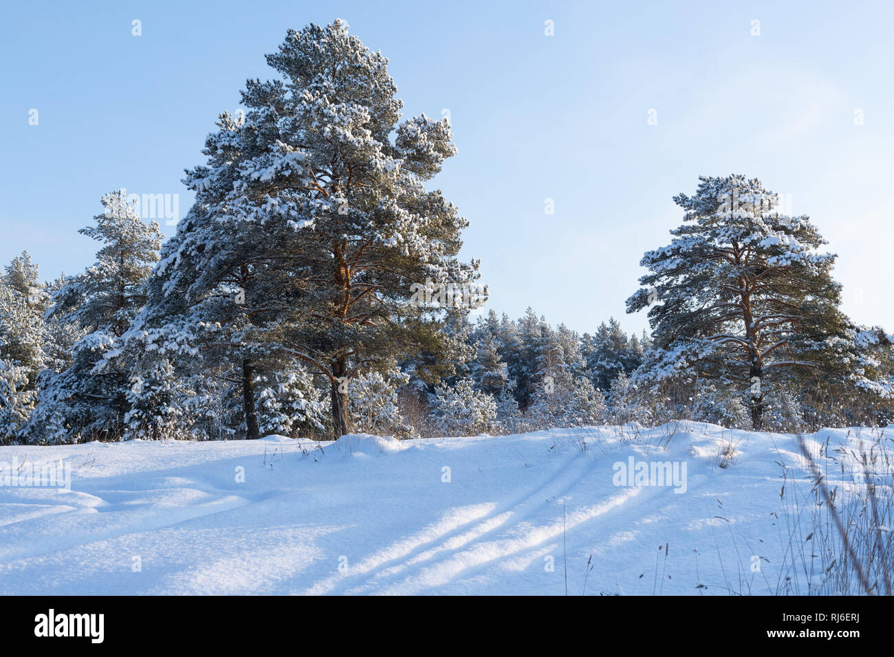 Paisaje. Bosque de pinos en la nieve en un soleado día de invierno Foto de stock