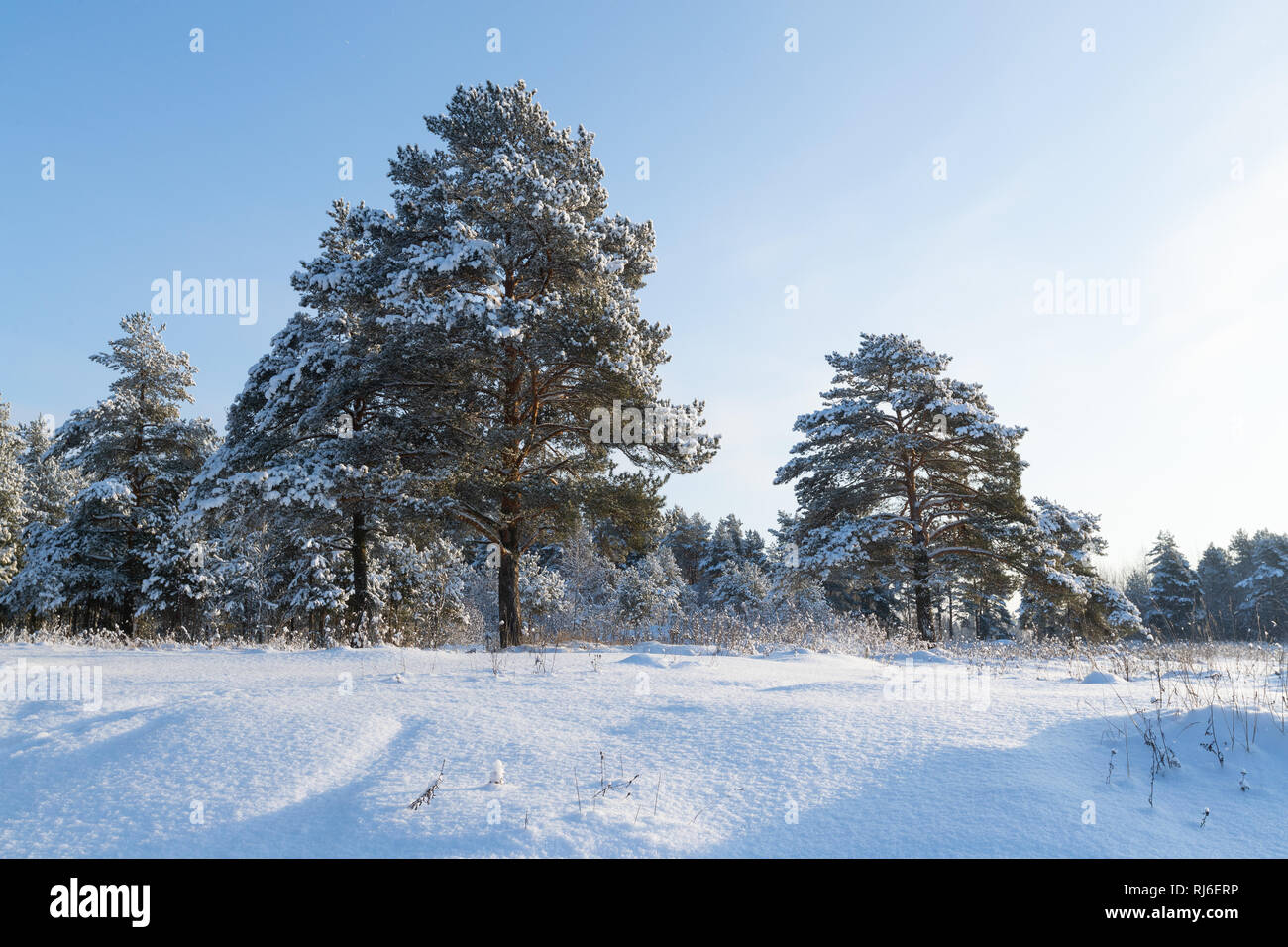 Paisaje. Bosque de pinos en la nieve en un soleado día de invierno Foto de stock