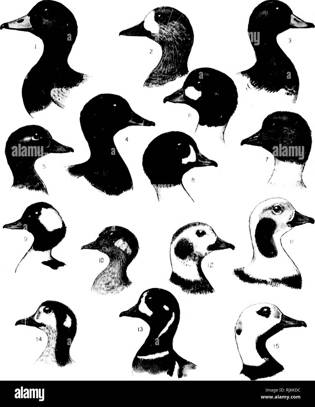 Cómo conocer a los patos, gansos y cisnes de América del Norte [microforma]  : todas las especies se agrupan según el tamaño y el color. Patos, gansos,  cisnes; aves; Canards; Oies;