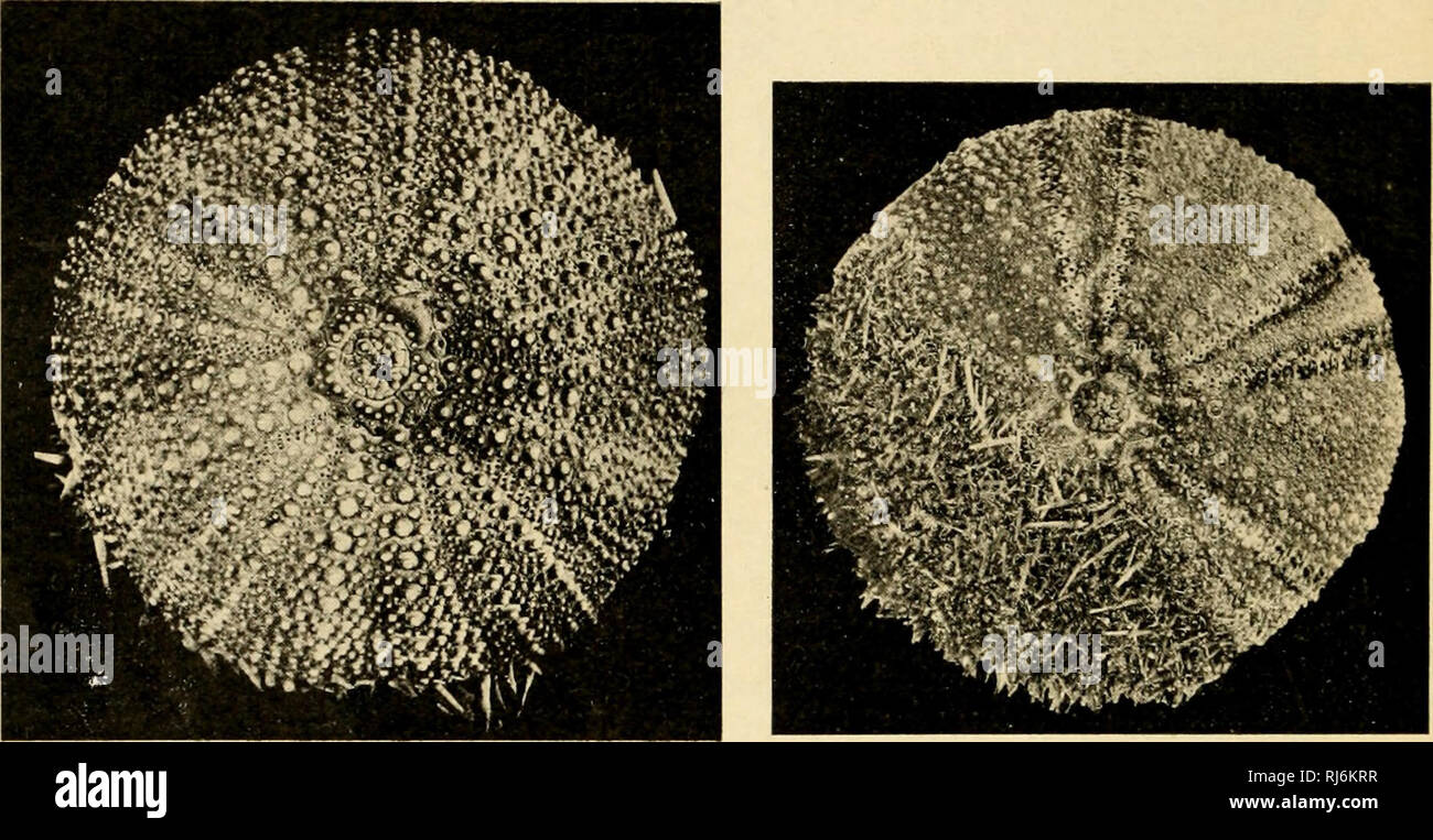 . EÌchinodermes. Echinodermata. 122 lAiNi; I>i: FUANci;;ciiiNoi. j)i:nii:s Le Ps. nùliaris est très répandu sur nos Cà'tes de la Mancha où il remplace le Pai lividus, tandis que sur nos Cà'tes de l'Atlantique il est souvent associé à ce dernier. C'est une forme littorale essentiellement qu'on trouve h mer basse contre les rochers, sous les pierres ou même dans le sable. Caillaud l'a vu antiguas excavaciones à identiques des collèges du Par. lividus. En le connaît à Arcachon, mais il descienden beaucoup plus au S., sur les cía'tes du Portuf^al et du Maroc. Il man(jue en Méditerranée et c'e Foto de stock