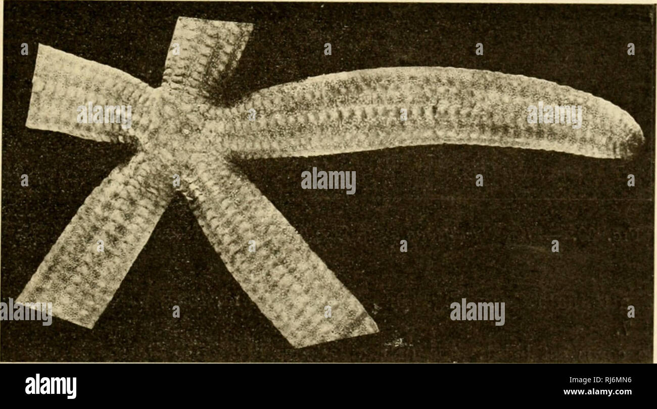 . EÌchinodermes. Echinodermata. lAi M m; yo itANcr;.  lciiinudi i;mi ;{vi peu plus t;r;tii(I(^- (pie les pi. voisines de Celles, siiiiout l.i eiitr raii^ee. qui sont él;irjj;IES Iransvers. I.espicp adainhul. de en ranj^ée lut. sont plus farauds alternai, et plus petits; les plus petits sont refoulés en dedans, taudis cpie les plus grands restent en dehors; les pi(|. e.l., j^ros et élargis, sont eont"ij,'-us dans le premier tiers des hra, puis ils se sé|)ai'imitar el pai- ONU inicrvalle à peu près éj,''al à leur lari;". J.a t'ouleur à l'étal ivanl est d'un rou<'e carniin 1res i Foto de stock