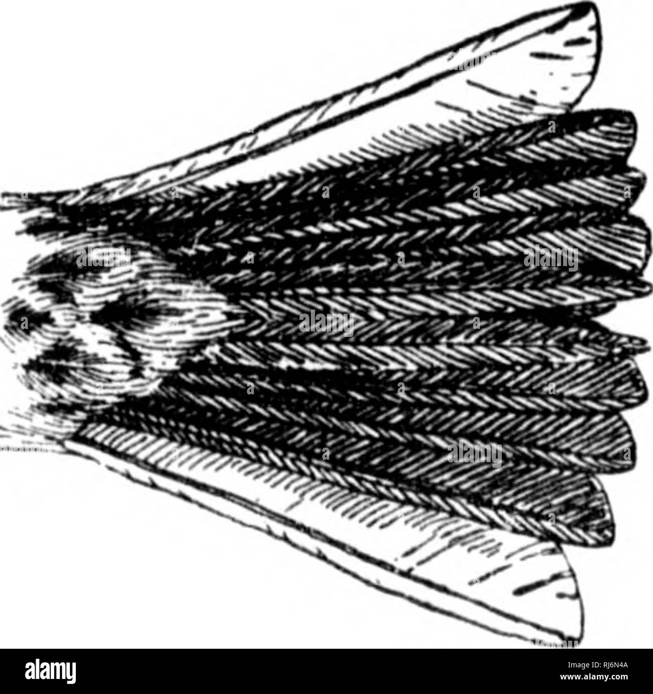 . Las aves de Norteamérica oriental conocidos que se producen al este del meridiano 90° [microforma]. Las aves; aves; Oiseaux; Oiseaux. &Lt; rown y hack, grisáceos o Huffy, con rayas; ishoulder hlaok (arrendador win&LT;? Nifous eoverts), J)rown; hreast, rayada; j2;reater parte de plumas de cola exterior, incluida la web, exterior blanco. Vesper Sparrow. Bay-winged Bunting. Hierba Finch. Pi localiza f/ra))iinpit!i. Ver núm. 40S. Corona y espalda, apizarradas o aburrido, marrón pardo rufo ; las nalgas y la parte superior de la cara sur- las plumas de la cola, luz pardo rufo; unchn-piezas, rayas lieavily wliite, anil manchadas en hreast y lados Foto de stock