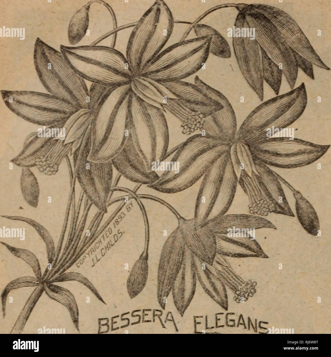 Childs Flores Raras Verduras Y Frutas Catalogos Comerciales De Semillas Viveros Horticultura Catalogos Semillas Flores Catalogos Catalogos Catalogos Hortalizas Frutales Catalogos John Lewis Childs Firme Catalogos Comerciales Viveros Crear meme con nuestro meme generator de flores bonitas. https www alamy es childs flores raras verduras y frutas catalogos comerciales de semillas viveros horticultura catalogos semillas flores catalogos catalogos catalogos hortalizas frutales catalogos john lewis childs firme catalogos comerciales viveros horticultura semillas flores hortalizas frutales 110 john lewis chiids inc el parque floral n y joyas mexicanas hermosas lamparas de mexico florece muy libremente en el jardin o en macetas cyclobothra flava estrecho follaje hierba y un pro stant bloomer bonitas flores en forma de campana amarillo con puntos marrones muy elegante y encantador milla biflora el flujo image234950152 html