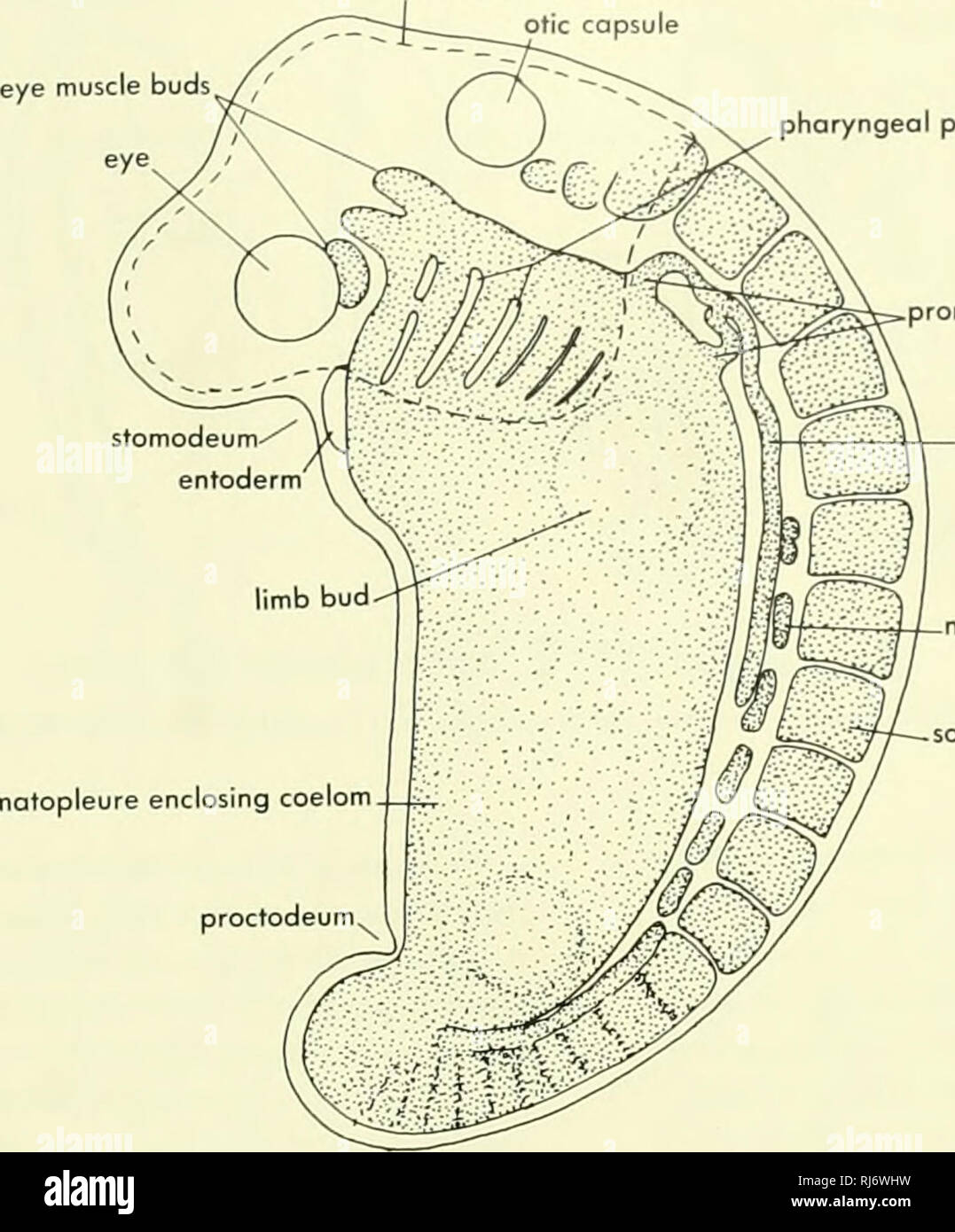 Morfología Chordate. Morfología (animales); Chordata. límite del mesodermo  de la cresta neural (línea discontinua) cápsula ótica bolsas faríngeas.  somatopleure celoma envolvente pronephric nephrostomes conducto nephric  nephric blastema Figura 10-13 ...