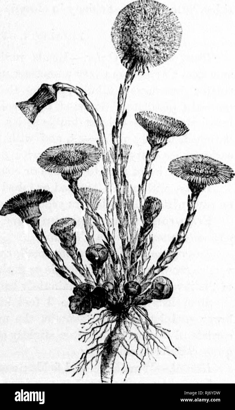 add bolsagage to delta flight