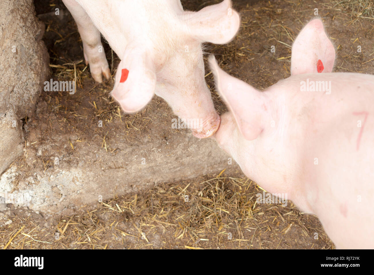 Auf dem Bauernhof Schweine Foto de stock