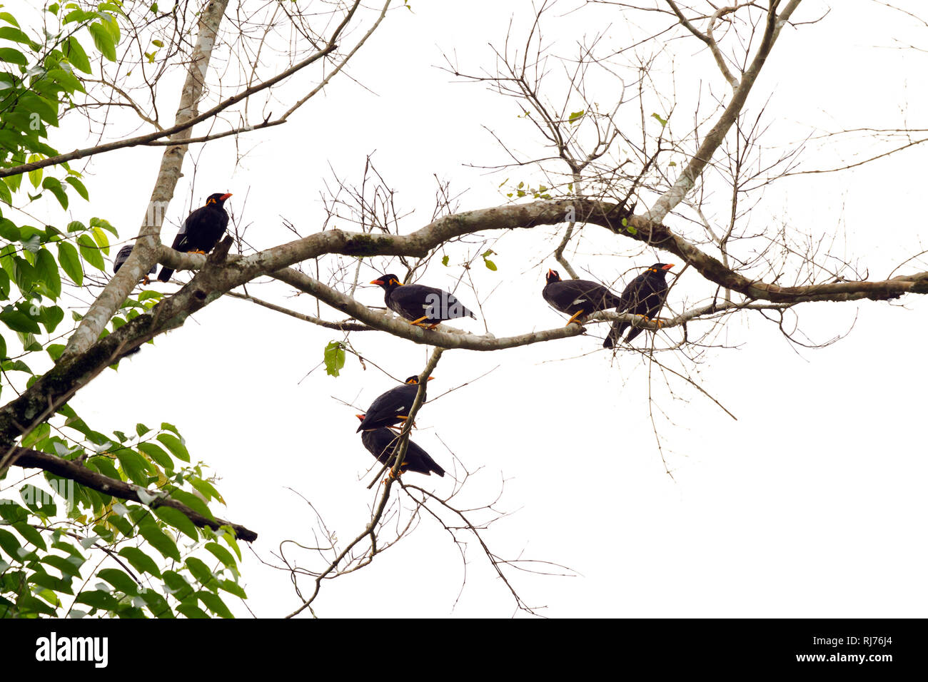 Baum, Beos (Gracula religiosa ), Kaeng Krachan, Phetchaburi, Tailandia Foto de stock