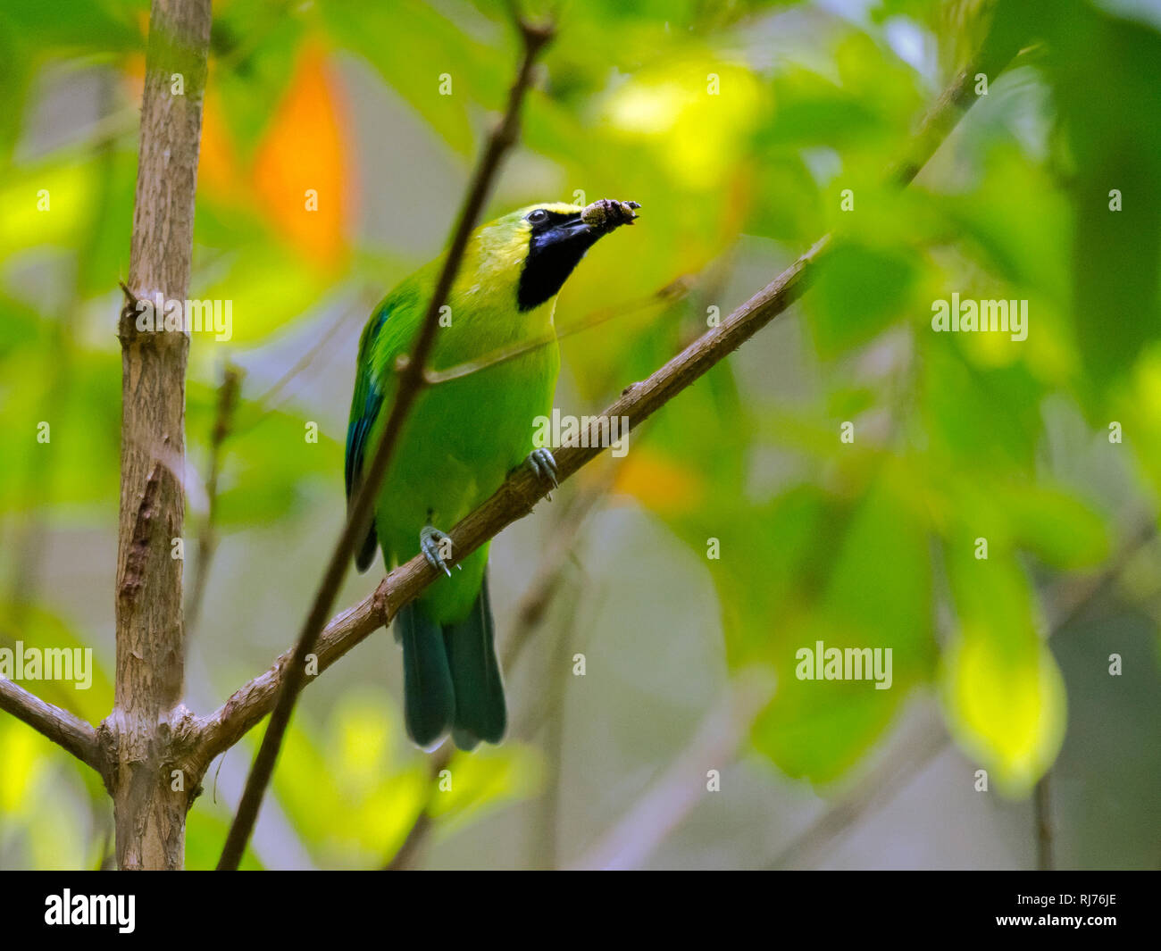 Chloropsis Blauflügel-Blattvogel Männchen, ( ), en el sector de Kaeng Krachan cochinchinensis, Tailandia Asien Foto de stock