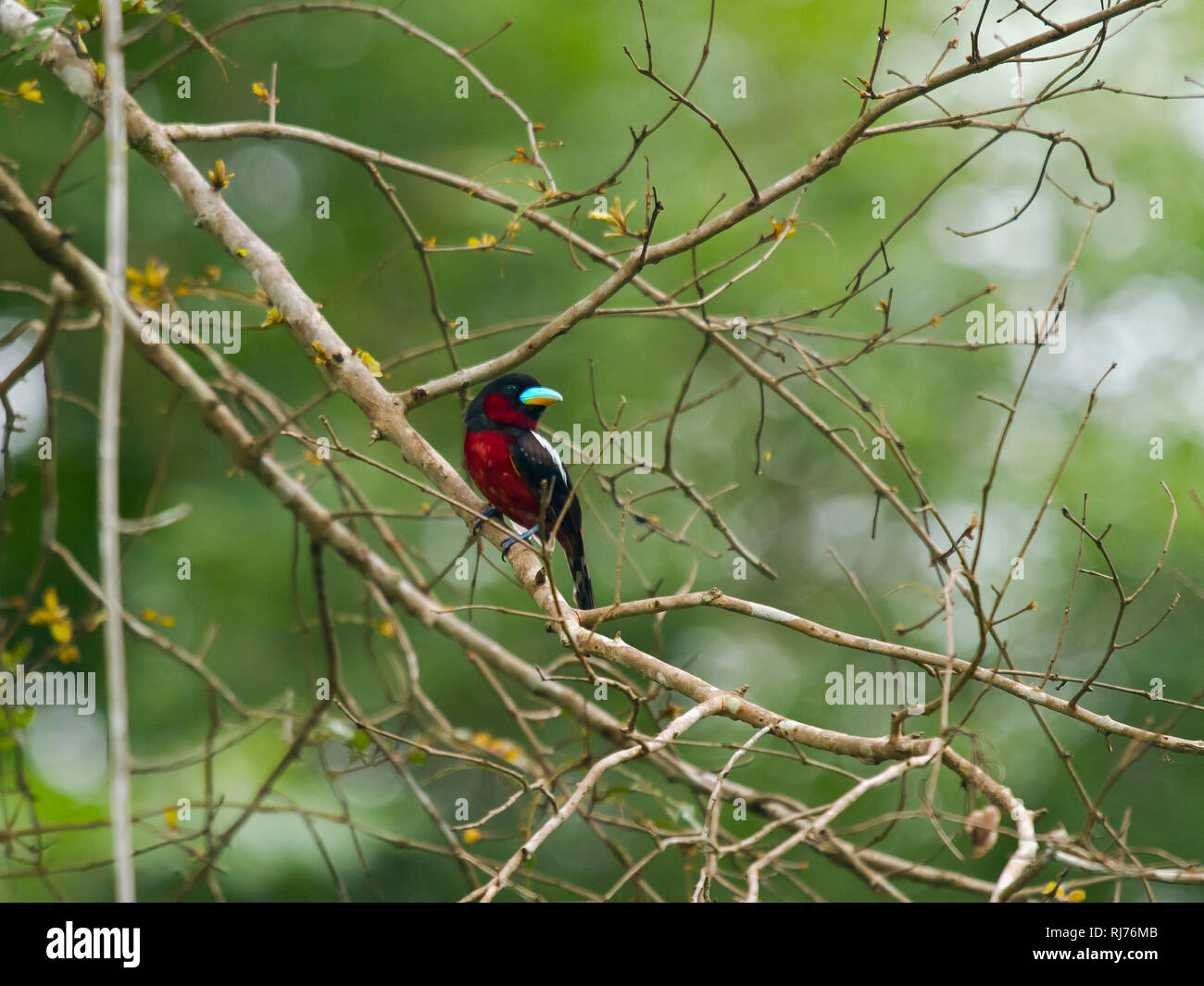 (Kellenschnabel-Breitrache Cymbirhynchus macrorhynchos), Kaeng Krachan, Phetchaburi, Tailandia Foto de stock