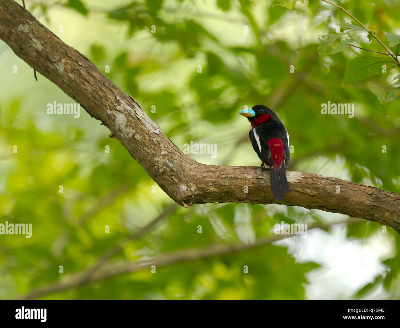 (Kellenschnabel-Breitrache Cymbirhynchus macrorhynchos), Kaeng Krachan, Phetchaburi, Tailandia Foto de stock